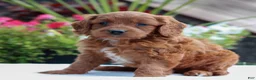 Mini Goldendoodle dogs for sale: Van  - Ad 3