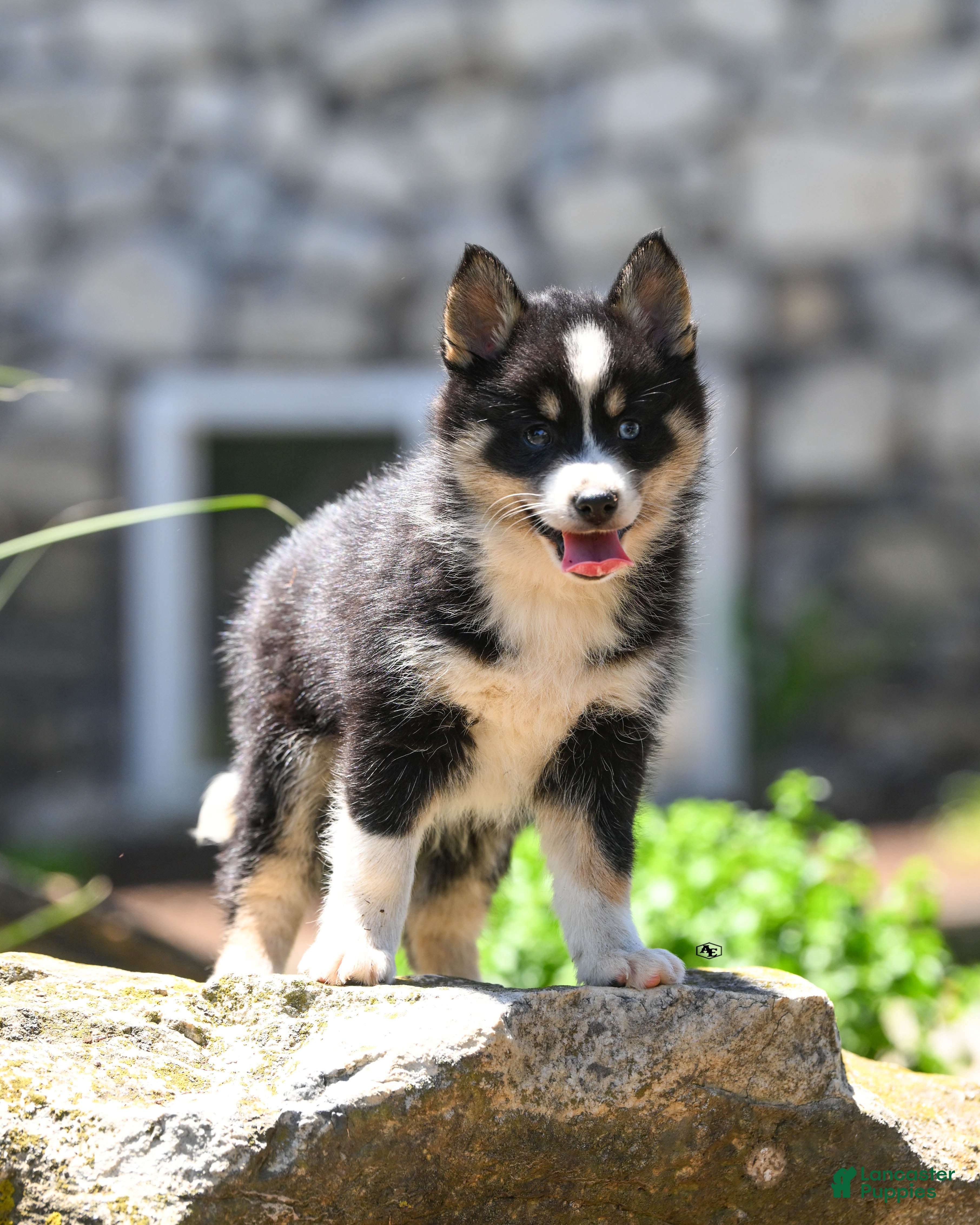 Pomsky dogs Flicka  - Ad 1