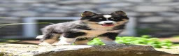 Pomsky dogs for sale: Flicka  - Ad 4