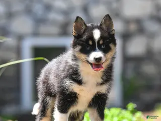 Pomsky dogs for sale: Flicka - Ad 1