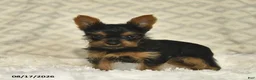 Yorkshire Terrier dogs for sale: Lacey - Ad 3