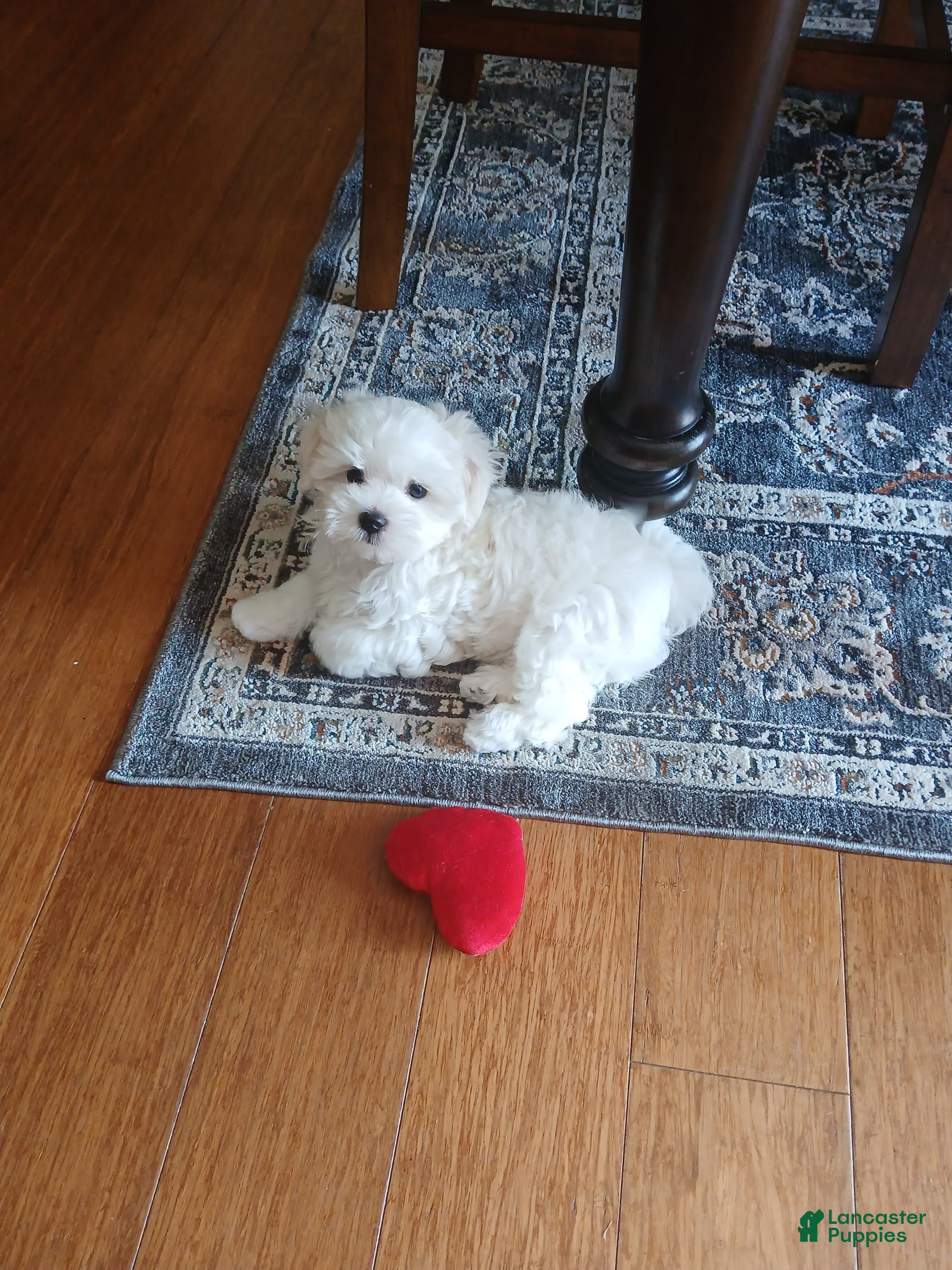 Morkie dogs Milo - Ad 21