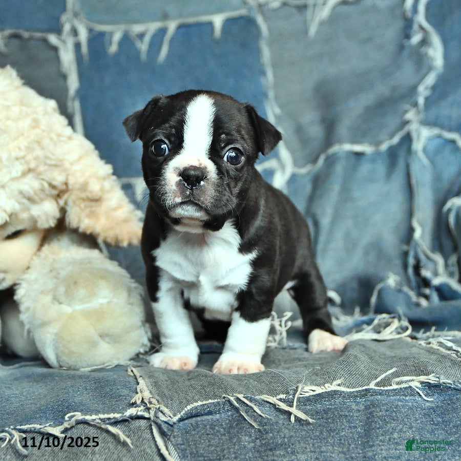 Border Terrier dogs Harry - Ad 1