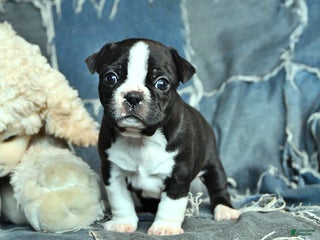 Border Terrier dogs Harry - Ad 41