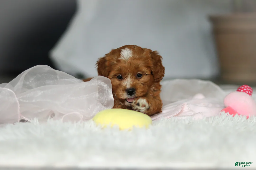 Cavapoo dogs for sale: Mable - Ad 6