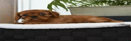 Cavalier King Charles Spaniel dogs for sale: Isis - Ad 4