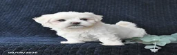 Maltese dogs for sale: Kieffer - Ad 5