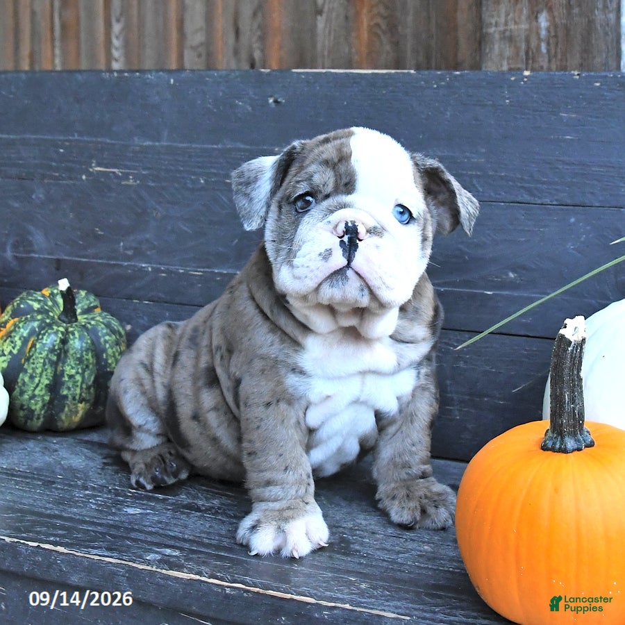 English Bulldog dogs Jewel - Ad 2