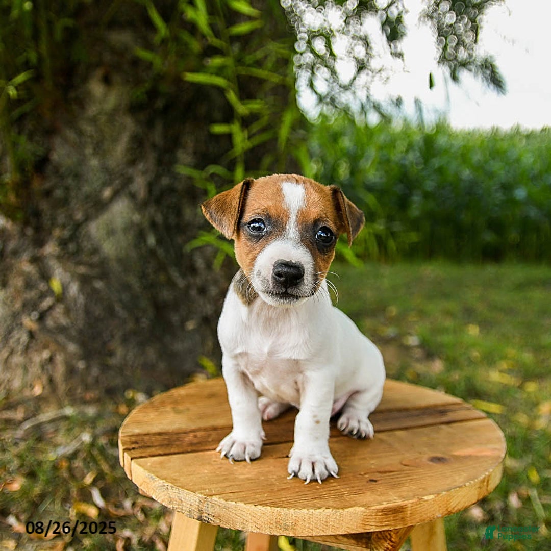 Jack Russell Terrier dogs for sale: Ember - Ad 3