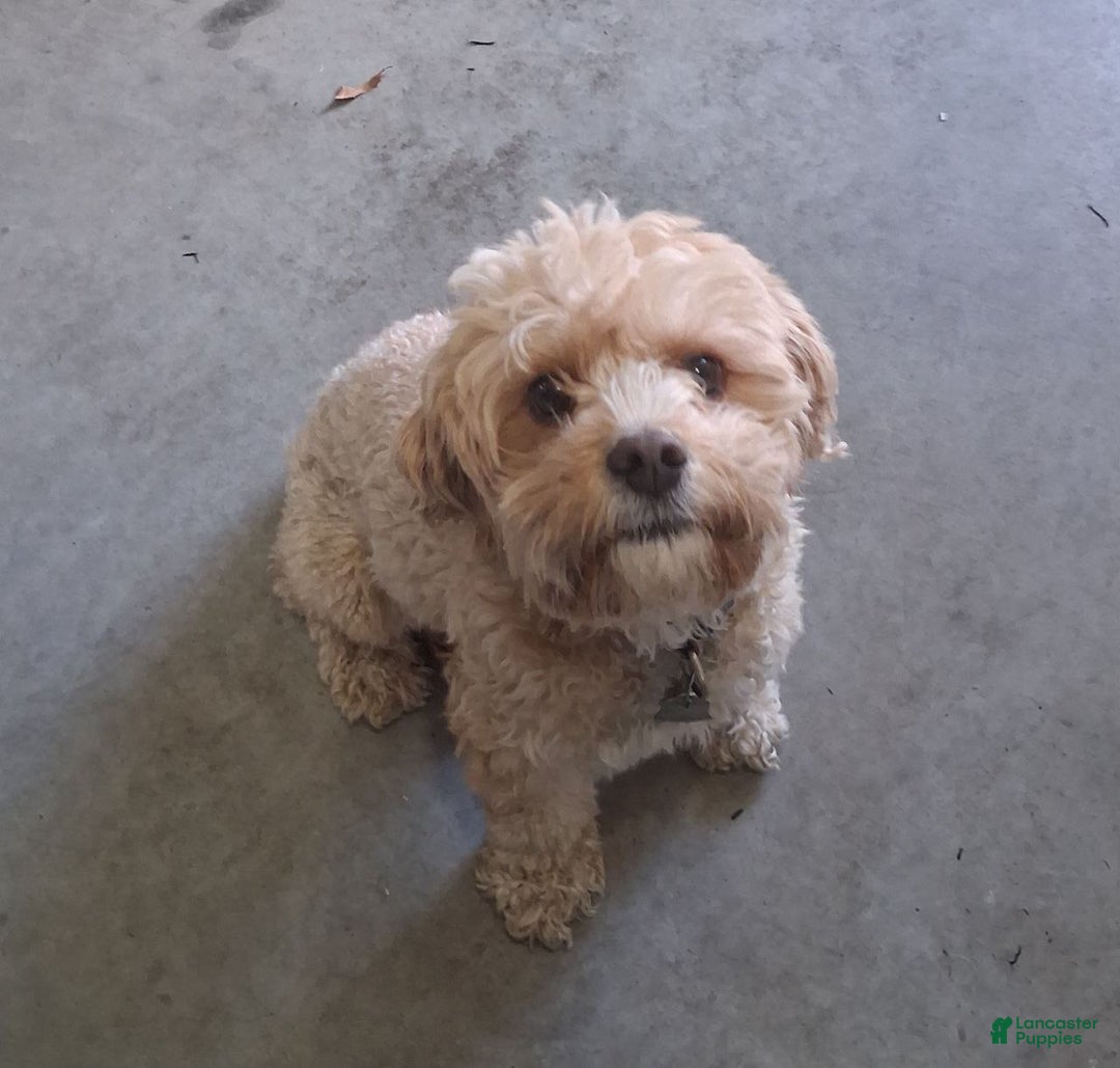 Cavapoo dogs for sale: Cavapoo Puppy 2 - Ad 9