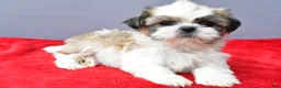 Shih Tzu dogs for sale: Susie - Ad 8