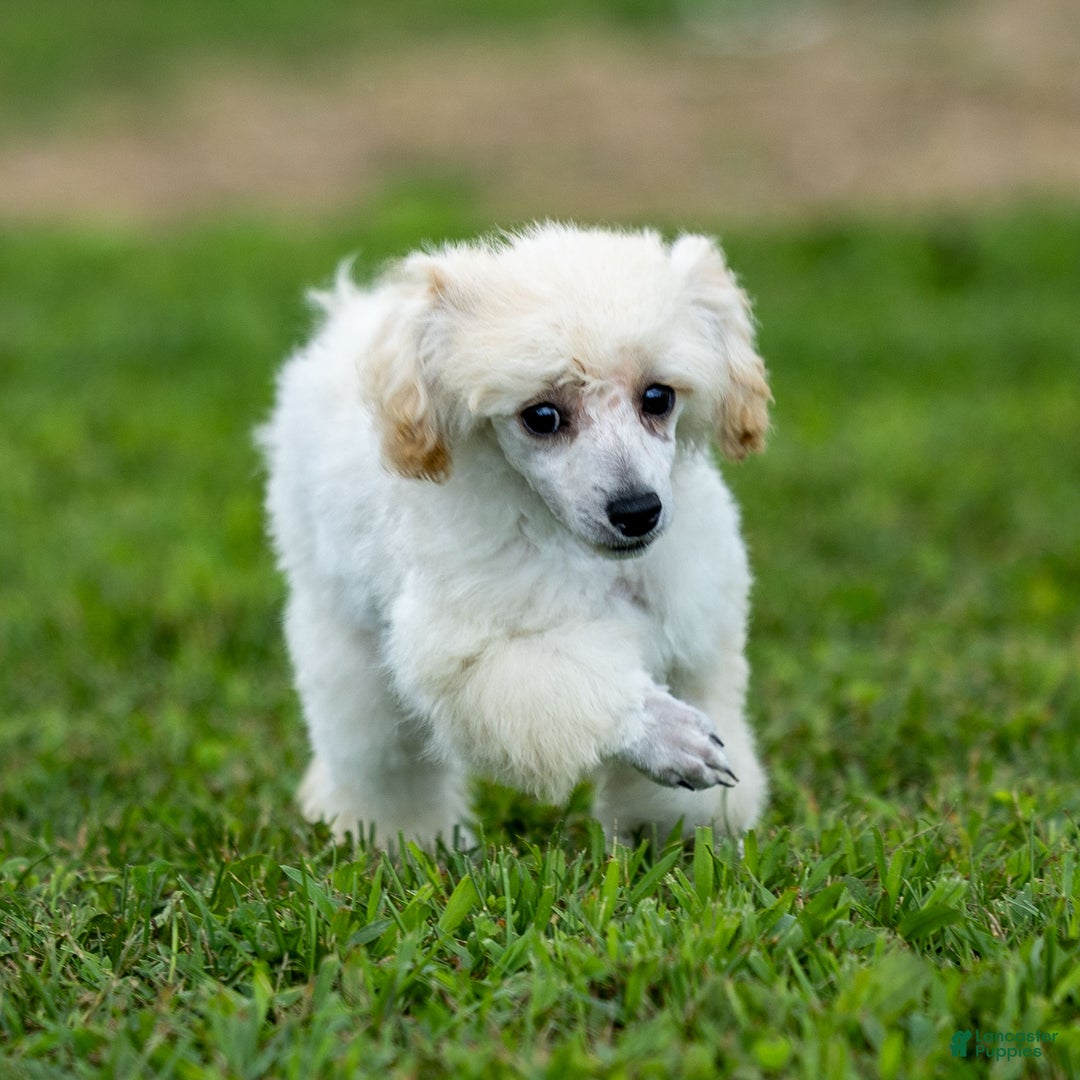 Toy Poodle dogs for sale: Oscar - Ad 4