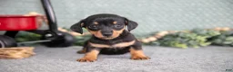 Miniature Dachshund dogs for sale: Barbie - Ad 3