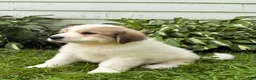 Great Pyrenees dogs for sale: Rover - Ad 16