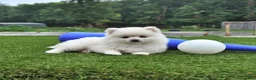 Pomeranian dogs for sale: Landon - Ad 4