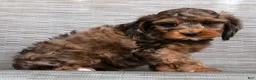 Cockapoo dogs for sale: Mars - Ad 8