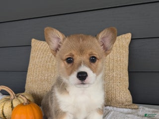 Welsh Corgi Pembroke dogs - Ad 13