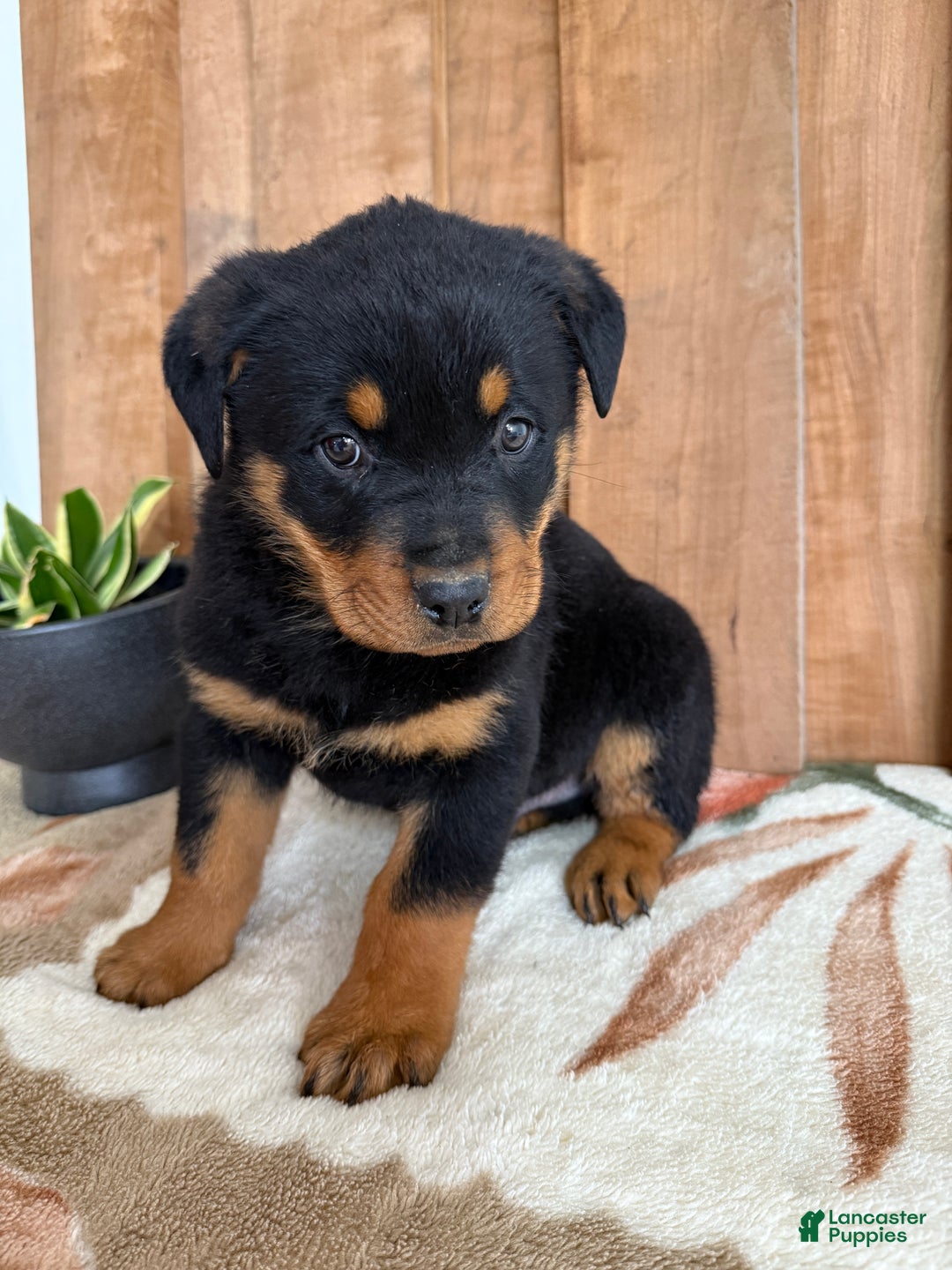 Rottweiler dogs for sale: Leo - Ad 6