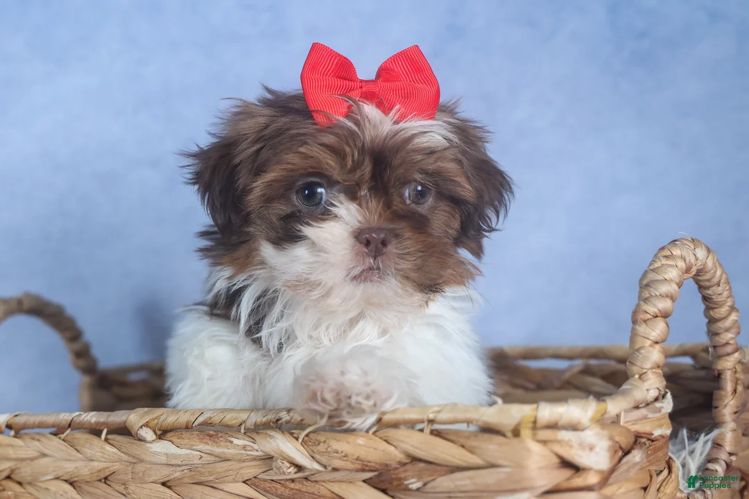 Shih Tzu dogs for sale: FINN - Ad 13