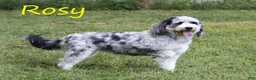 Mini Bernedoodle dogs for sale: Nikki - Ad 4