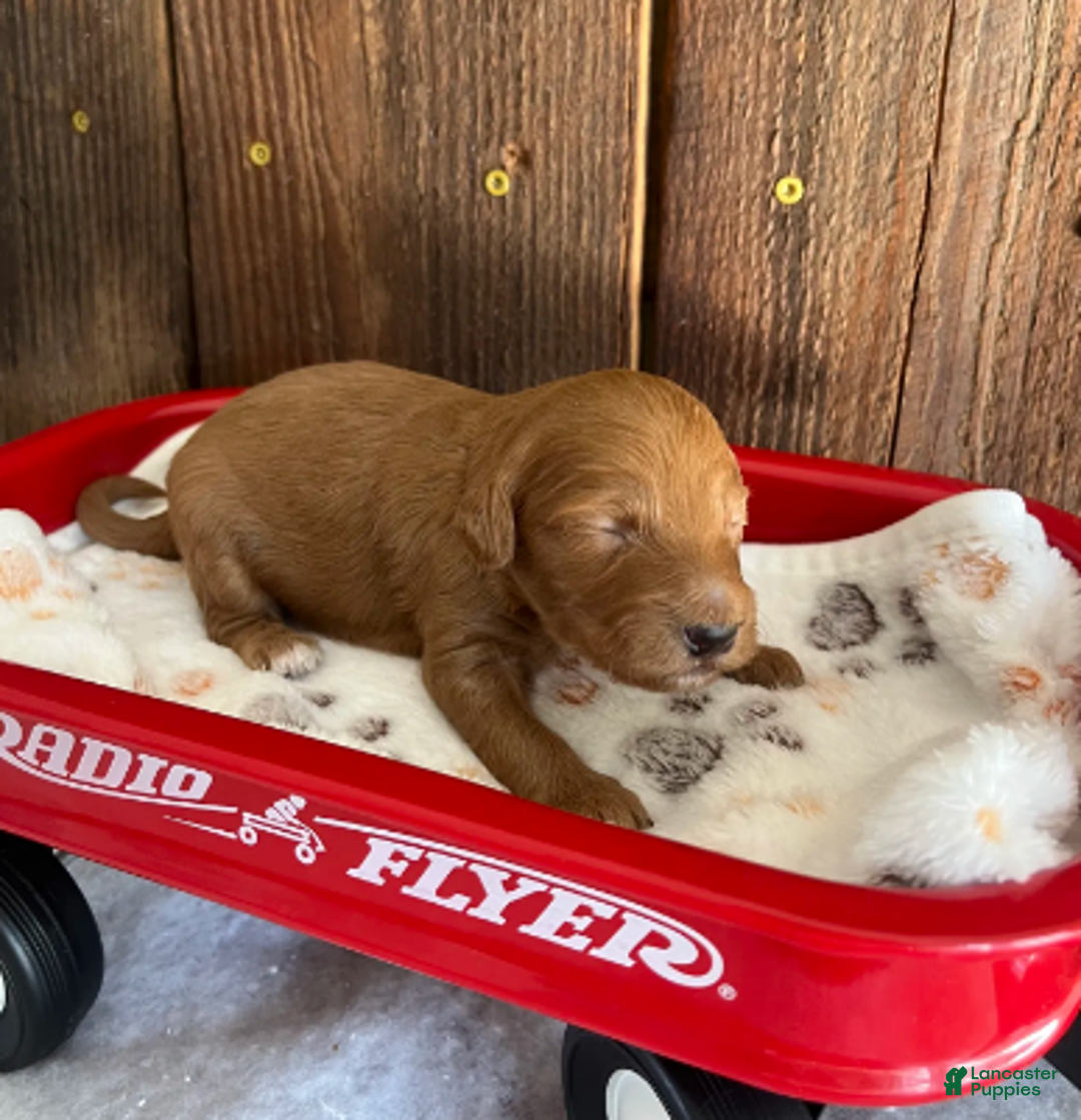 Mini Goldendoodle dogs for sale: Flapjack - Ad 5