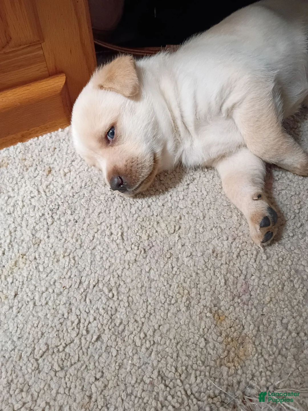 Mixed Breed dogs for sale: Honey - Ad 1