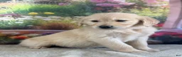 Golden Retriever dogs for sale:  Pixie - Ad 3