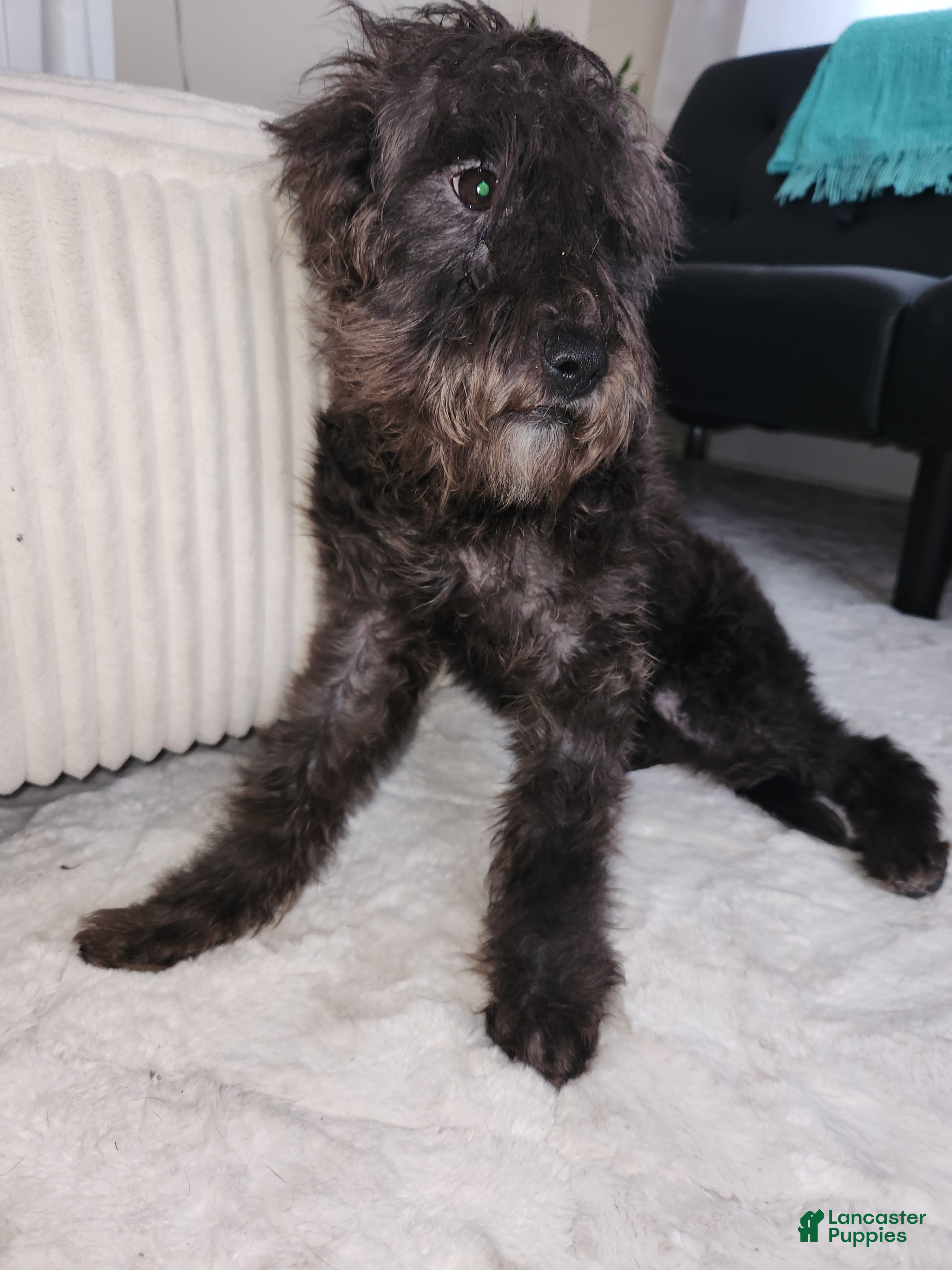 Mixed Breed dogs Fluffy  - Ad 4