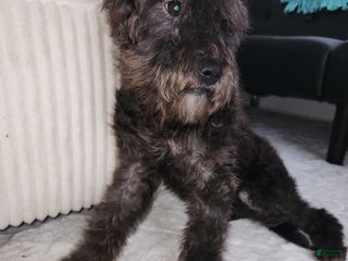 Mixed Breed dogs Fluffy - Ad 4