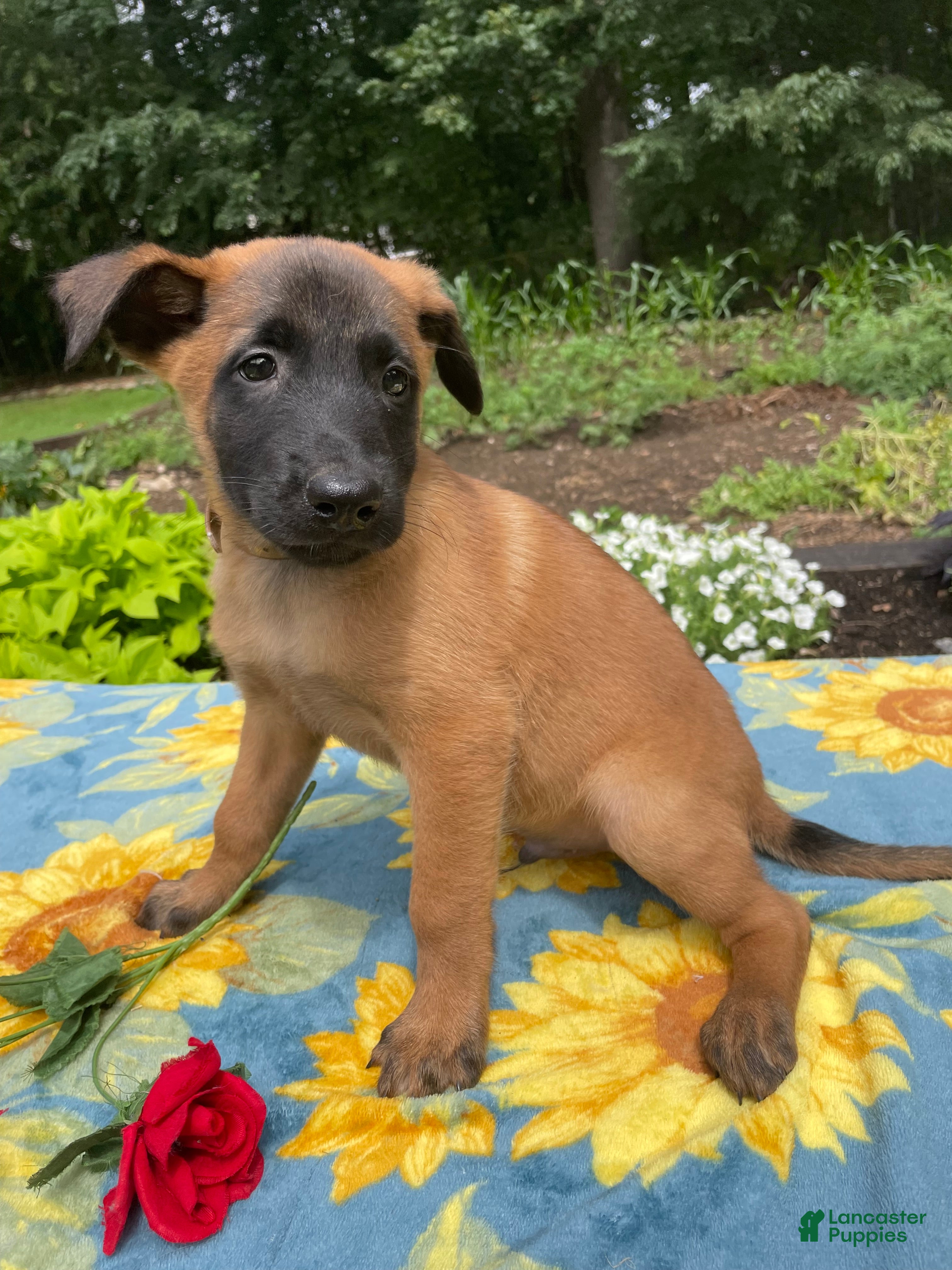 Belgian Malinois dogs Simon - Ad 2