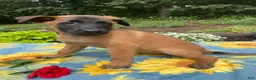 Belgian Malinois dogs for sale: Simon - Ad 2