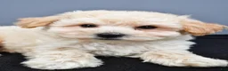 Maltipoo dogs for sale: Biscuit  - Ad 3