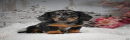 Miniature Dachshund dogs for sale: AKC-Bingo - Ad 10