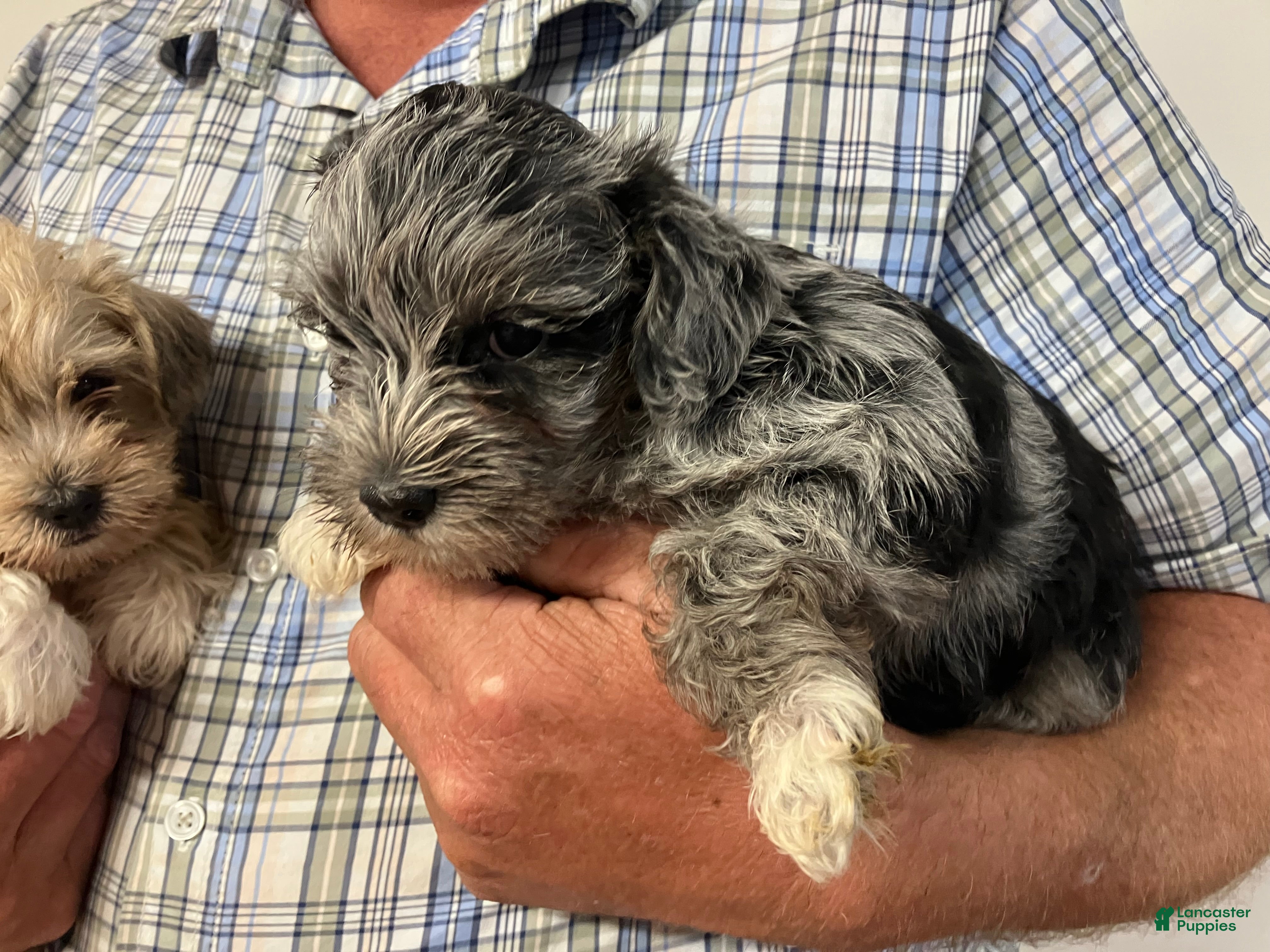 Miniature Schnauzer dogs for sale: Miniature Schnauzer 2 - Ad 1
