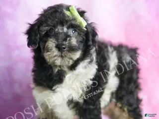 Toy Poodle dogs Jackson - Ad 7