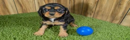Cavalier King Charles Spaniel dogs for sale: Donuts Boy 1 - Ad 3