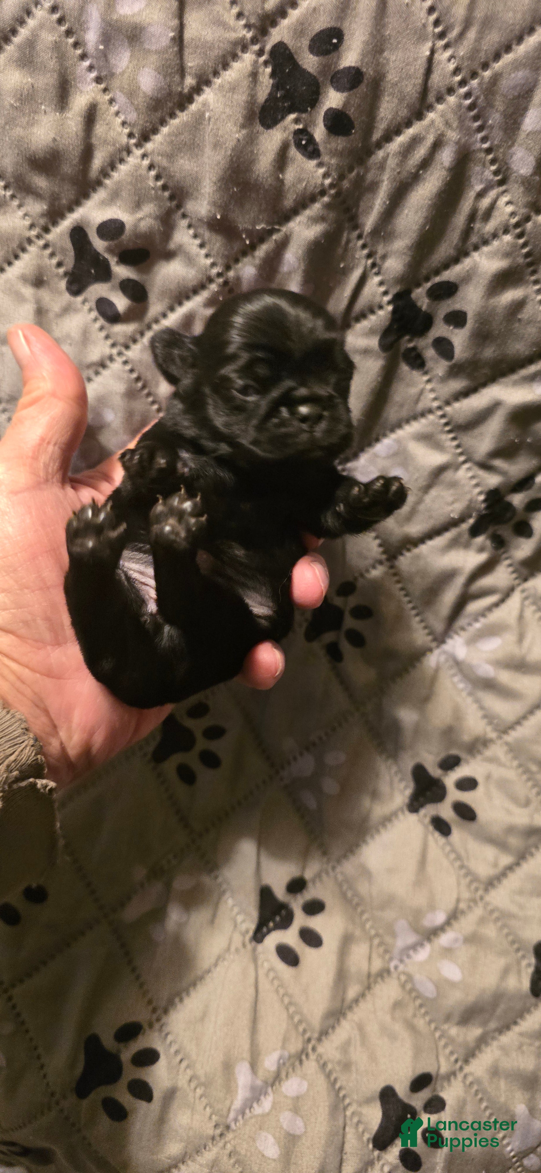 Pug dogs for sale: Margaret - Ad 30