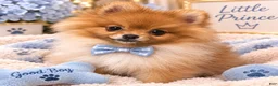Pomeranian dogs for sale: READY NOW Orangle Sable - Hugo B2 - Ad 1