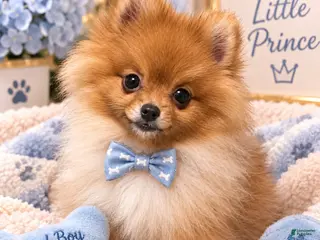 Pomeranian dogs READY NOW Orangle Sable - Hugo B2 - Ad 1