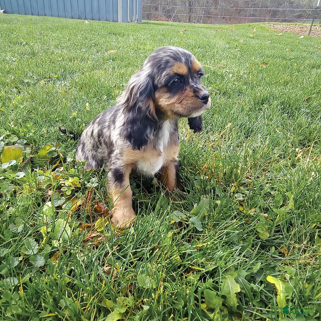 Cockalier dogs for sale: Lola - Ad 1