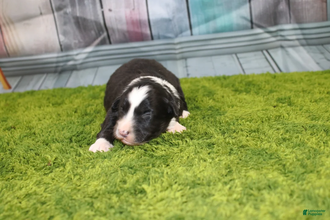 Australian Shepherd dogs for sale: Australian Shepherd Puppy 5 - Ad 1