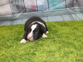 Australian Shepherd dogs Australian Shepherd Puppy 5 - Ad 8