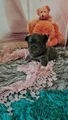French Bulldog Puppy 9