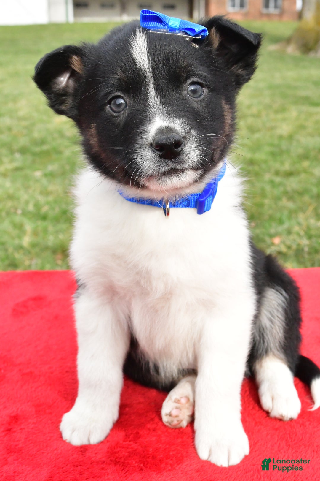 Mixed Breed dogs for sale: Mason - Ad 12