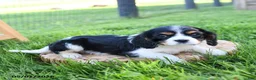 Cavalier King Charles Spaniel dogs for sale: Freddie - Ad 4