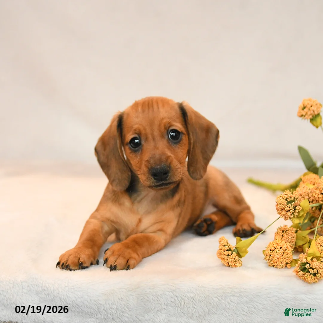 Miniature Dachshund dogs for sale: Ocean - Ad 4