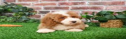 Mini Goldendoodle dogs for sale: Rigatoni - Ad 3