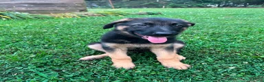 German Shepherd 7