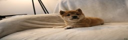 Shiba Inu dogs for sale: Skipper  - Ad 6