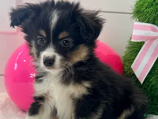 Miniature Australian Shepherd dogs for sale: Max - Ad 3